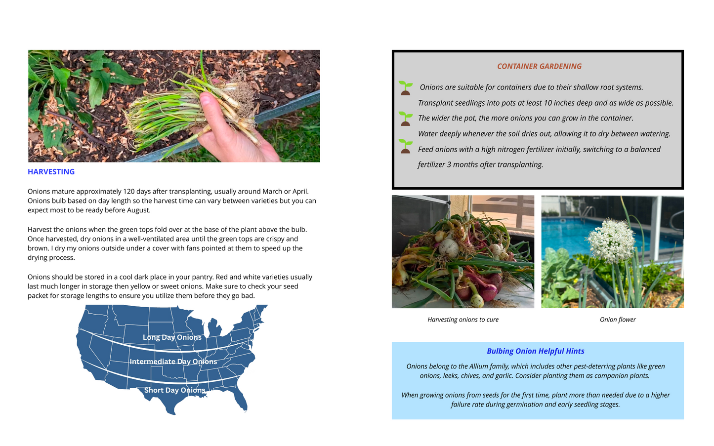 Two page preview from a gardening book showing the onion section with photos of harvested onions, onion flower, and onion seedlings with a heading of harvesting