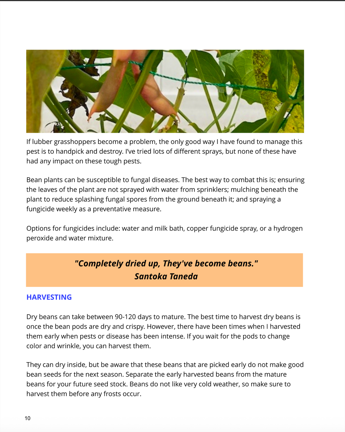 Homegrown Florida Gardening Guide - eBook